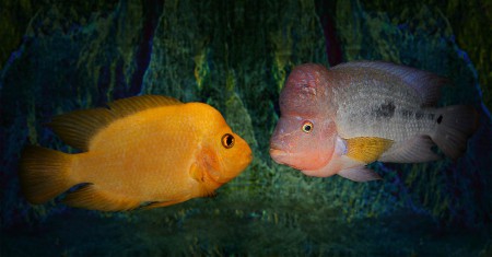 copyright R. Callewaert